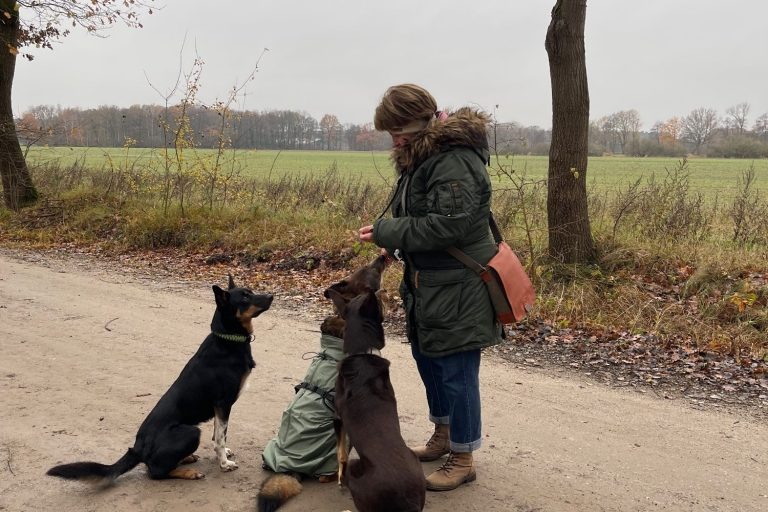 Frau füttert Hunde im Feld