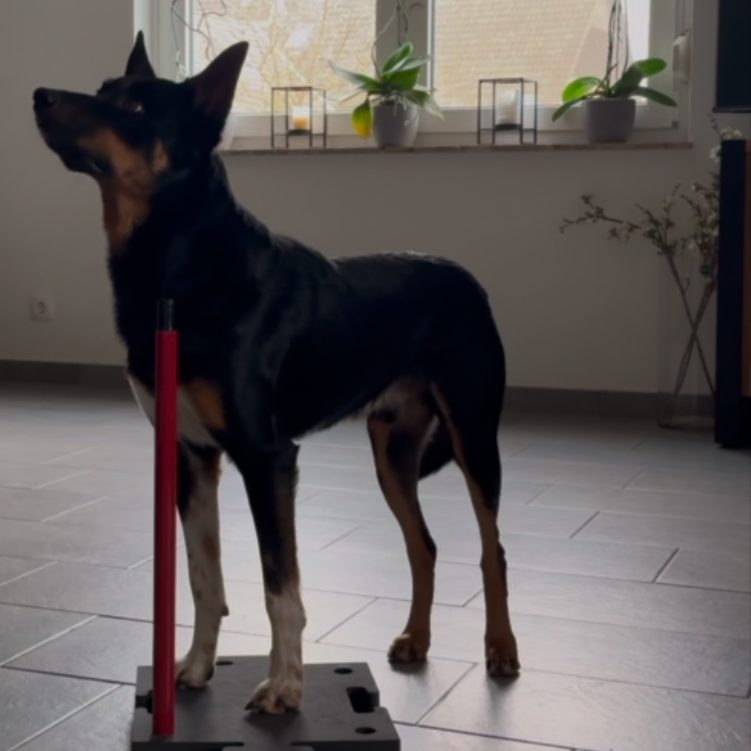 Hund steht auf einer Platte