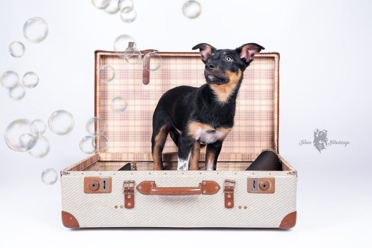 Hund im Koffer mit Seifenblasen