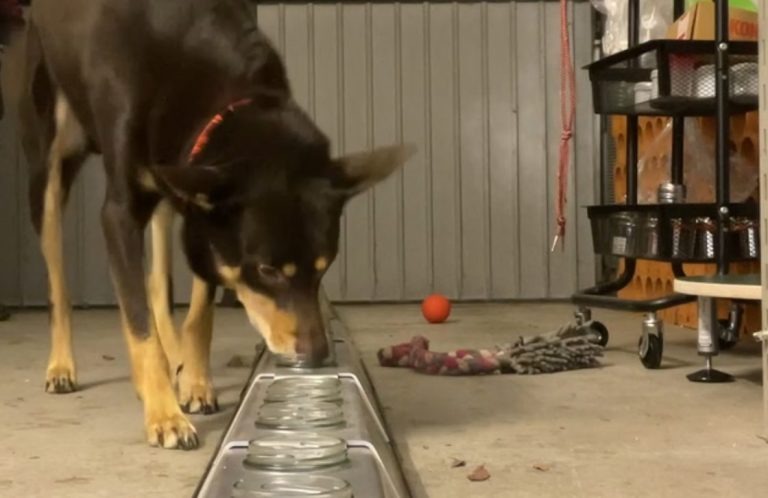 Hund schnüffelt an Futterstelle