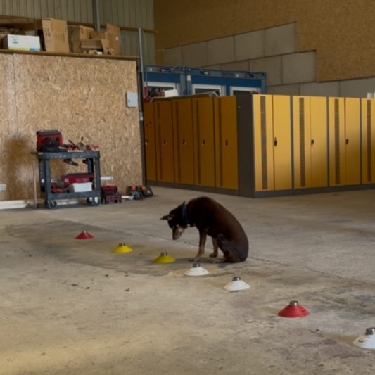 Hund sitzt vor Trainingsmarkierungen