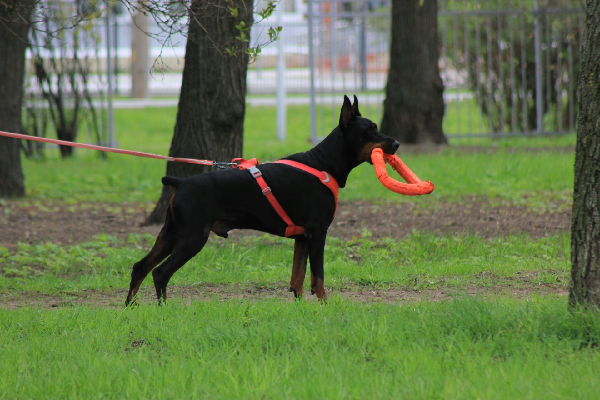 Ein Dobermann hält ein Spielzeug im Maul.
