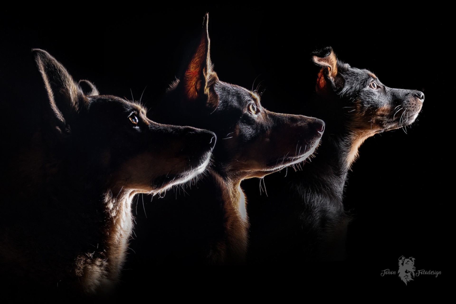 Drei Hunde blicken auf die andere Seite