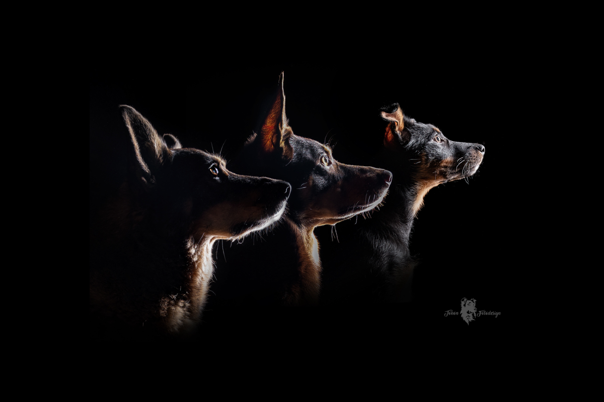 Drei Hunde blicken auf die andere Seite