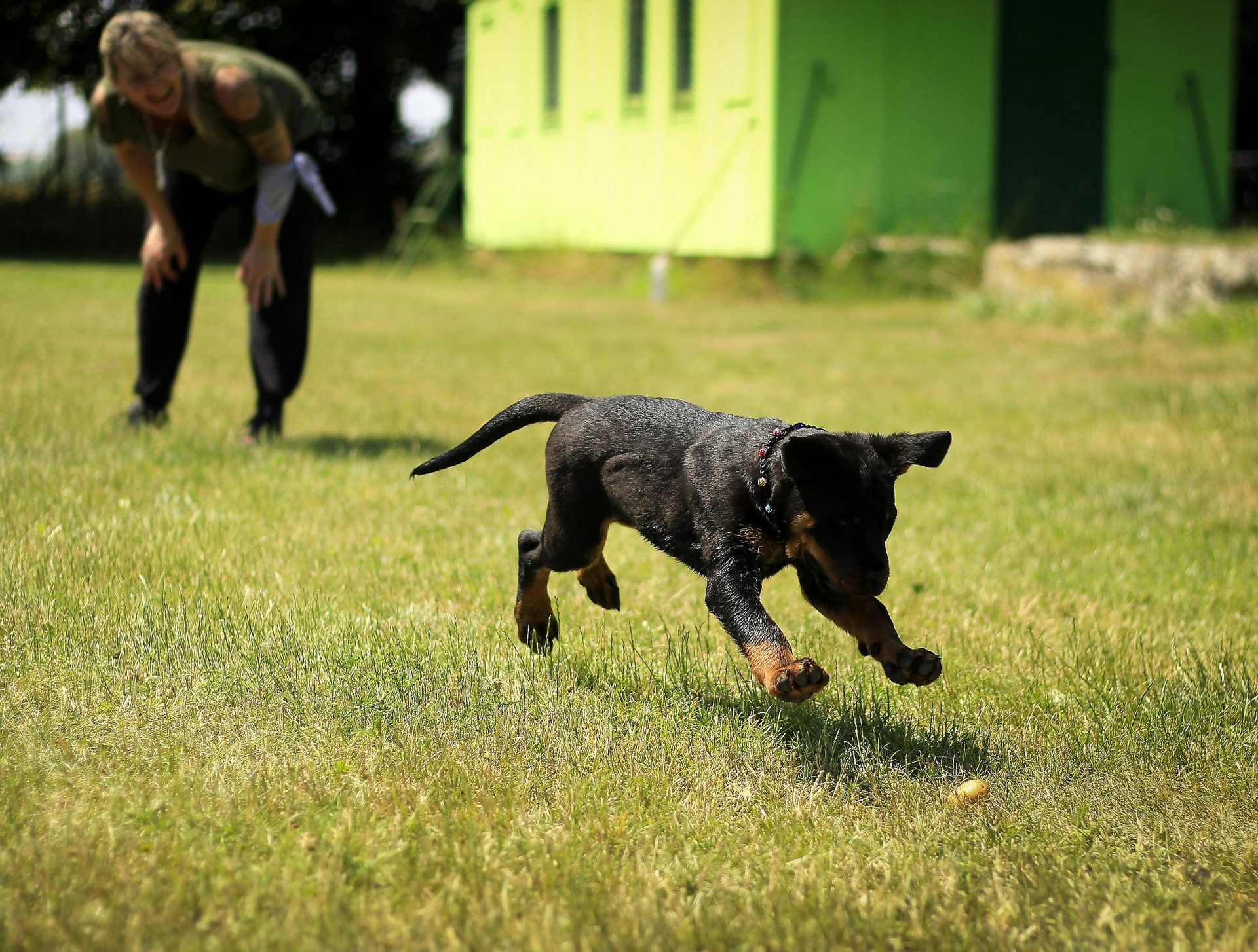 Ein junger Hund spielt vergnügt Apportieren auf einer Wiese, in der Nähe befindet sich eine Person.