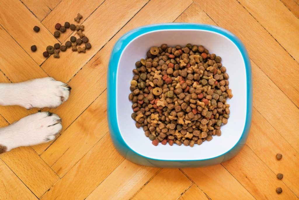 Hundepfoten neben Futterschüssel