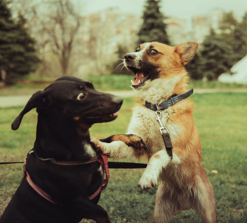 Zwei Hunde, die spielerisch miteinander interagieren und dabei Freude und Energie ausstrahlen.