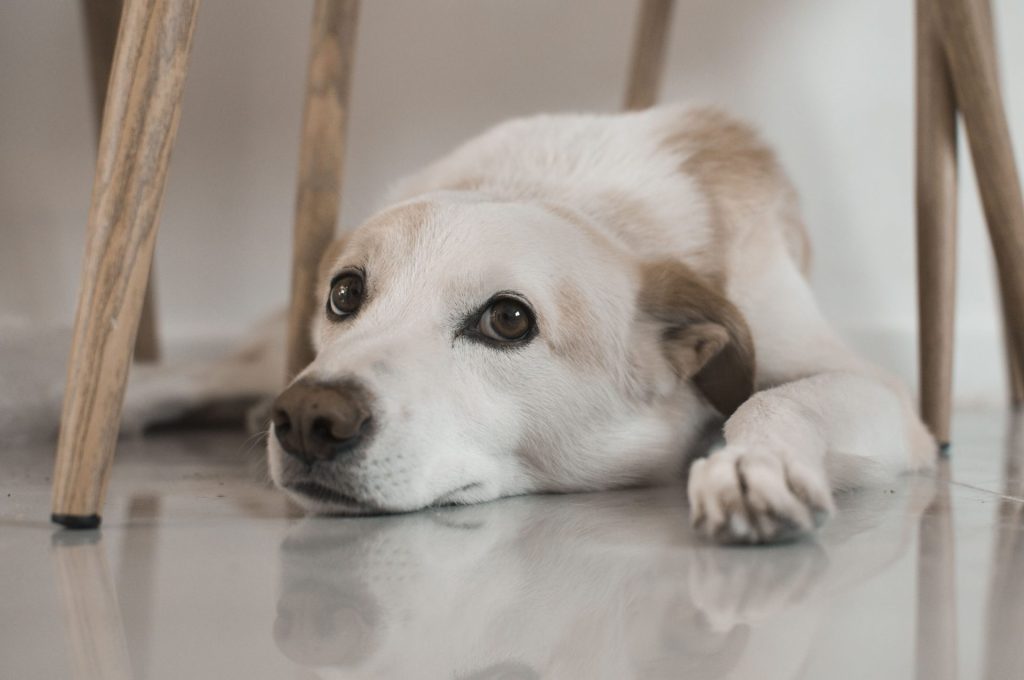 Ein süßer, flauschiger Hund liegt auf dem Gehweg und lugt unter einer Mauer hervor.