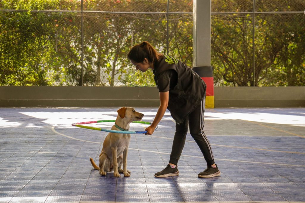 Eine Frau bringt einem Labrador bei, in einer sonnigen Innenumgebung durch einen Hula-Hoop-Reifen zu springen.