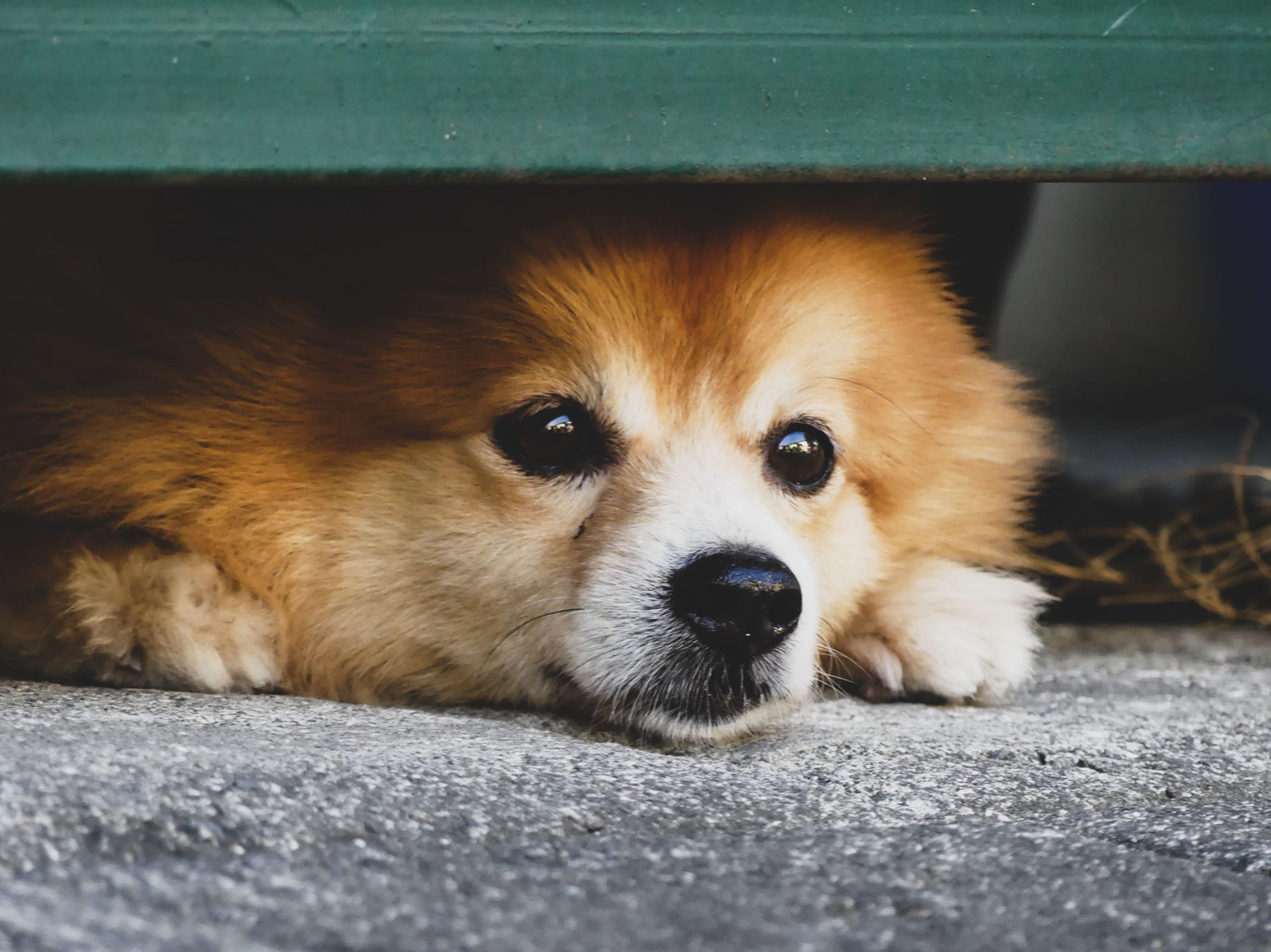 Ein Mann genießt das spielerische Zusammenspiel mit zwei flauschigen Hunden in einem gemütlichen Wohnzimmer.