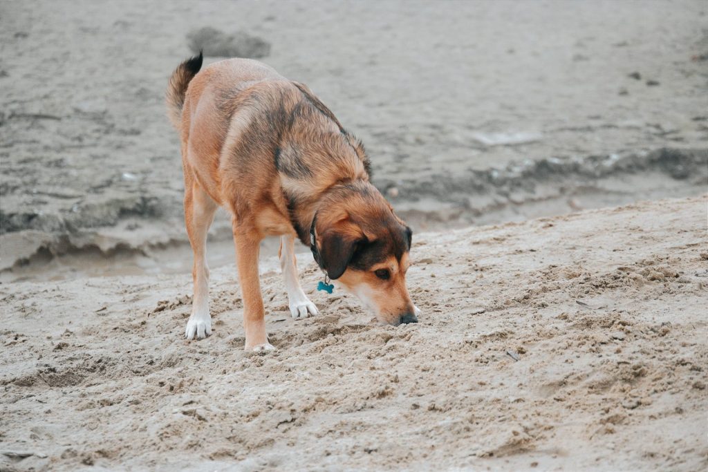 Ein Hund erkundet in Ungarn den Sandstrand und sucht neugierig umher.
