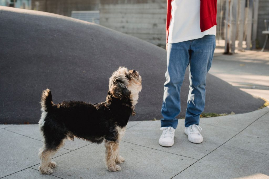 Anschnittaufnahme eines unbekannten Jungen, der im Sonnenlicht auf einem gefliesten Gehweg in der Stadt neben einem Yorkshire Terrier steht.