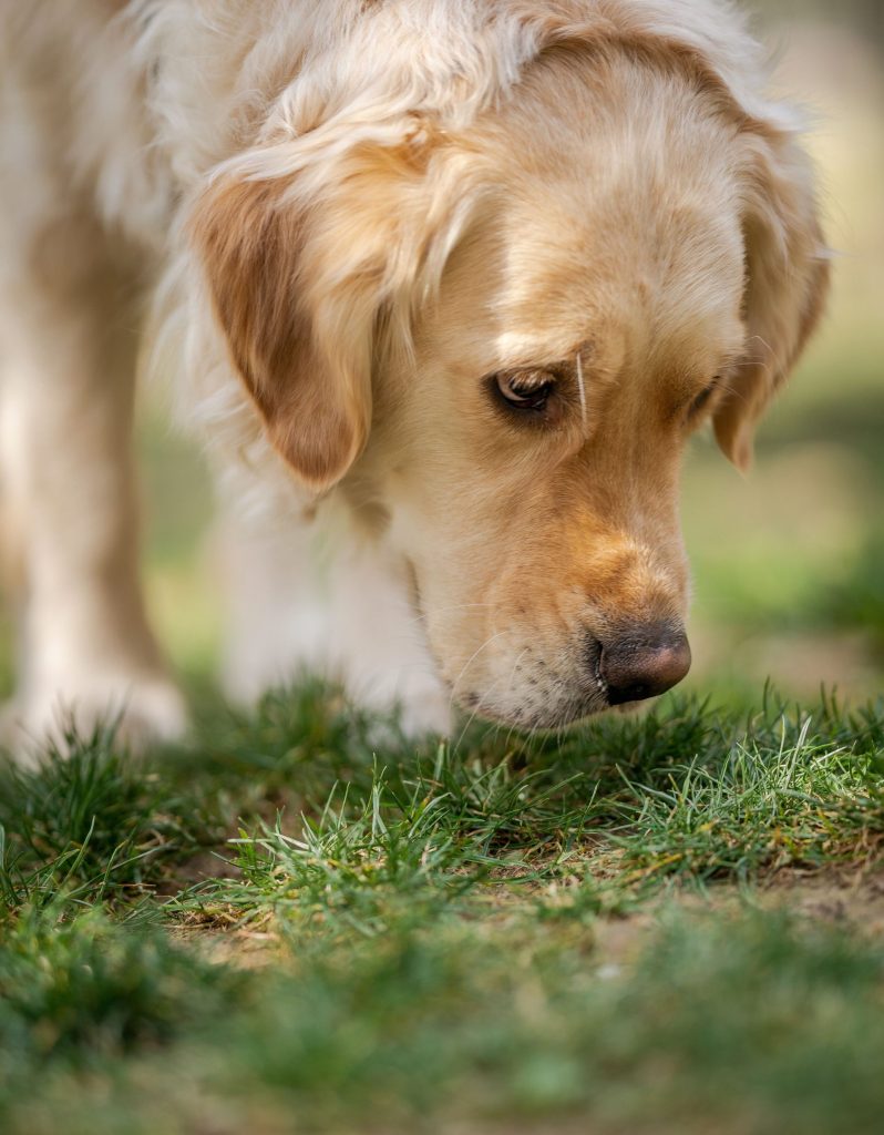 Ein entzückender Golden Retriever erkundet an einem sonnigen Tag das Gras. Das perfekte Hundeporträt für Tierliebhaber.