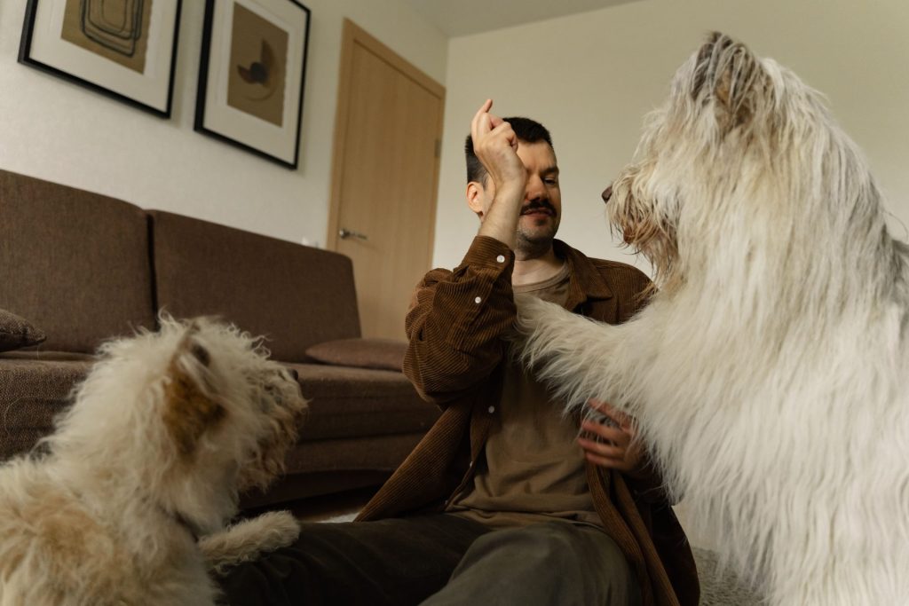 Ein Mann genießt das spielerische Zusammenspiel mit zwei flauschigen Hunden in einem gemütlichen Wohnzimmer.