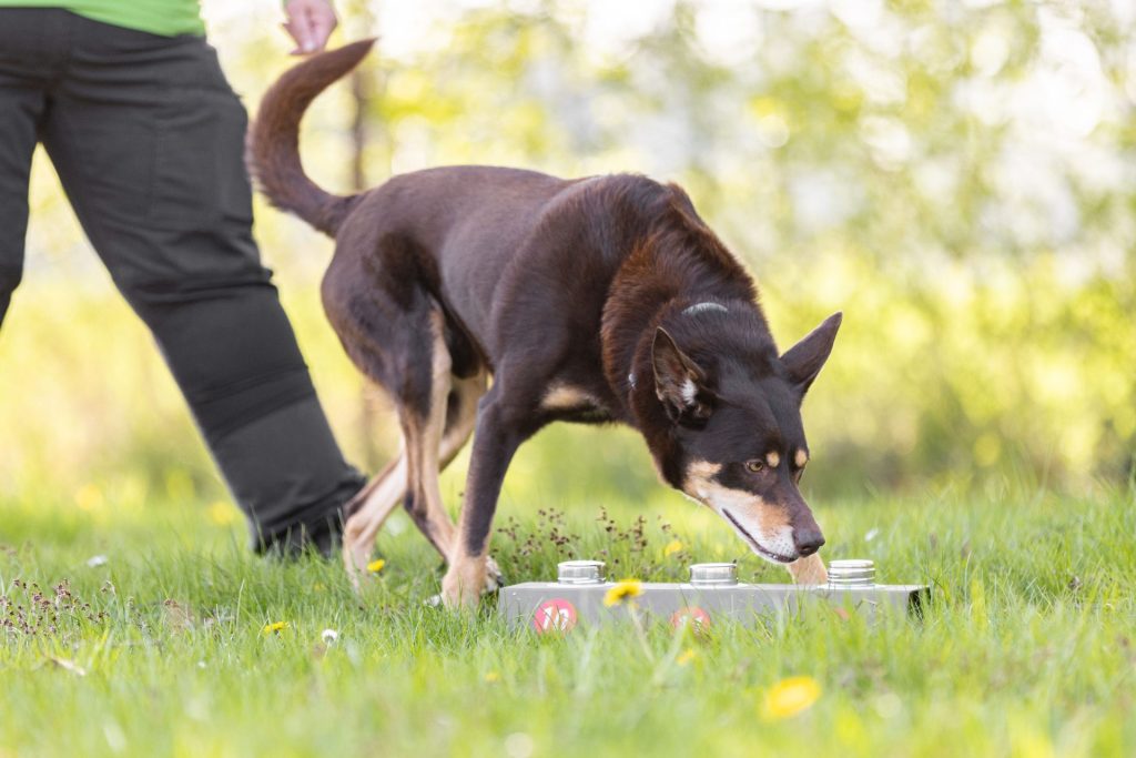 Hund schnüffelt an Futternapf