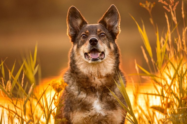 Poldi im Sonnenaufgang