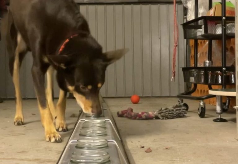 Hund bei Schnüffeln am Line-Up